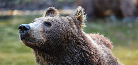 Bear who killed runner in Italy’s Alps is spared death for now by court